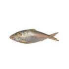 Hilsha Fish 600g