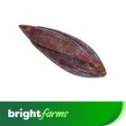brightfarms Banana flower (Kolar Mocha) 1 Piece
