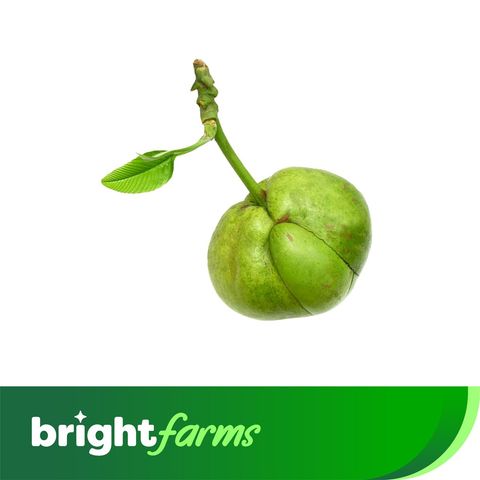 brightfarms Elephant Apple (Chalta) 1 Piece