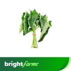 brightfarms Kochur Shak 1 Bundle