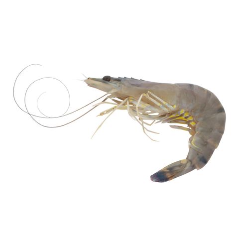Black Tiger Shrimp Head On Skin On Small 18-20pcs 500g
