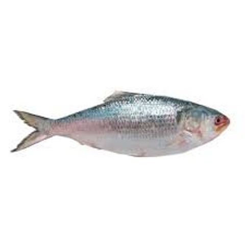 Hilsha 700g (±50gm)