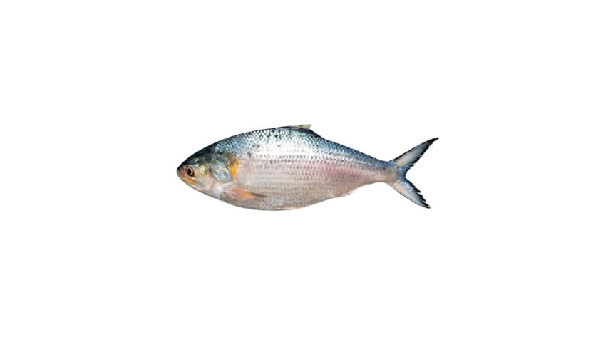 Fish Vally Hilsha 900g