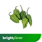 brightfarms Bombay Chili 5 Pieces