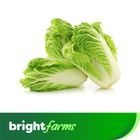 brightfarms Chinese Leaves (China Pata) Fresh Per Piece 250-350g+