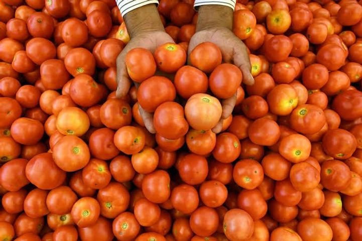 brightfarms Tomato Indian 600g ±25g