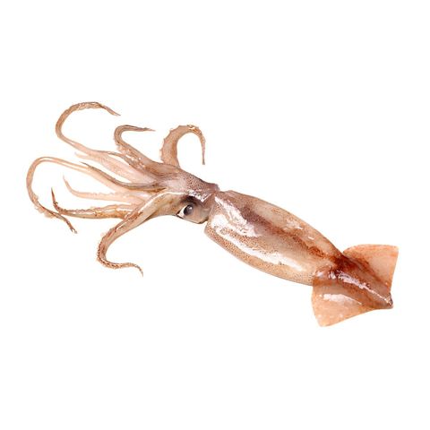 Fresh Sea Fish Squid Whole Export Grade 1000g