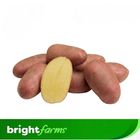 brightfarms Potato Red (Lal Alu, Cardinal) 1kg ± 50g