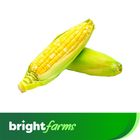 brightfarms Sweet Corn Mishti Bhutta 2 Pieces