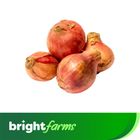 brightfarms Local Onion New  (Deshi Peyaj) 1kg (±50g)