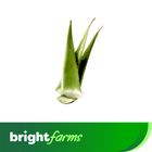brightfarms Local Fresh Aloe Vera 3 Pieces