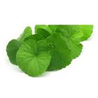 Indian Pennywart 1 Bunch