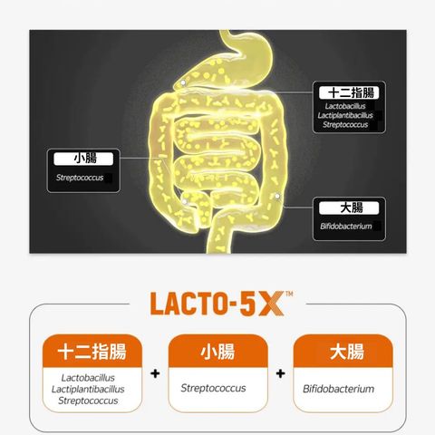 Lacto Fit Upgraded 4 Billion Gold Probiotics 50 Pieces