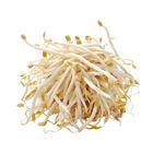 Brightfarms Bean Sprouts (1 Pack) Approx. 300g