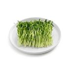Brightfarms Bean Sprouts 1 Pack approx. 200g