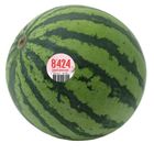 8424 Watermelon 1 Unit - 684241