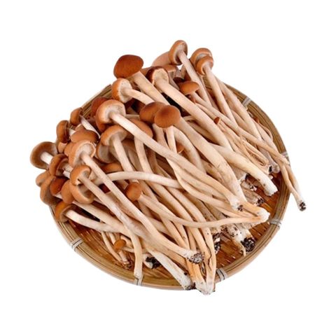 brightfarms Tea Plant Mushroom (1 Pack) Approx. 200g