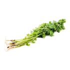 Mr. Vegetable Coriander (China) 1 Pack
