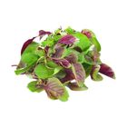 brightfarms 紅莧菜 (1包) 約300克