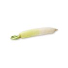 Japanese White Radish - Original 1 Piece [Random delivery of old and new packings]
