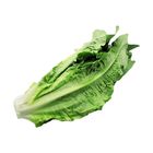 Brightfarms Indian Lettuce 1 Pack Approx. 450g