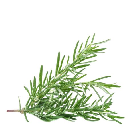 Kenya Rosemary (1 Pack) Approx. 20g
