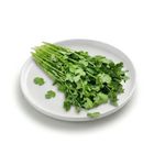 Brightfarms 芫茜 (1包) 約50克
