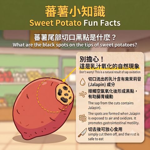 Japan Naruto Kintoki Sweet Potato 1 Pack Approx. 450g (Black spots at the sweet potato tips are caused by sap oxidation. Simply cut them off, and the rest is safe to eat.)
