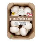 [Shelf life: 2 days or below] Mushrooms 314121