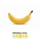 [Yellow] Philippines Del Monte Banana 1 pc Approx. 100g