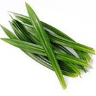 泰國 Tropical Premium 香草 斑蘭葉 50克