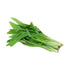 Brightfarms 油麥菜苗 1包 約250克