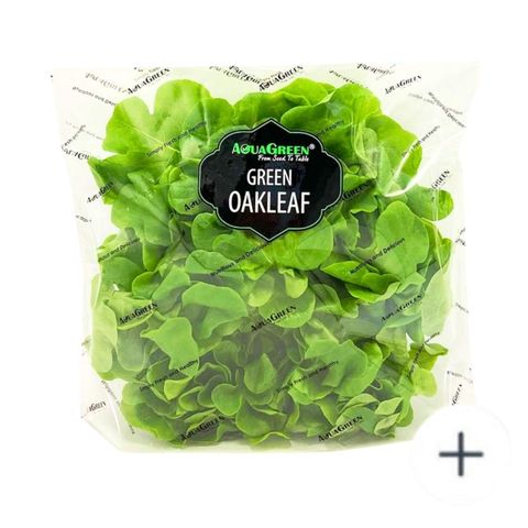 (Hydroponic) Aqua Green-Green Oakleaf 1 pack approx. 120g
