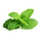 Kenya Mint 1pack approx. 20g