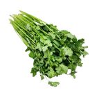 Brightfarms Coriander (1 Pack) Approx. 50g