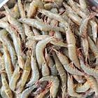 Udang Tajam - 8495