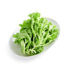 brightfarms Green Coral 150g