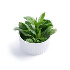 brightfarms Sweet Basil 15g