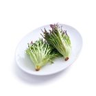 brightfarms Red Coral 150g