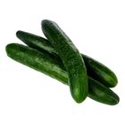 Timun Jepun/Japanese Cucumber (6301)