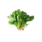 Brightfields Poh Choy 250g