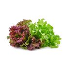 brightfarms Coral Mix 150g