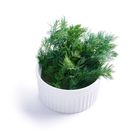 Fresh Dill 15g