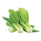 TB Siew Pak Choy 200g - 518491