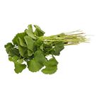Lotus's Daun Pegaga 100g
