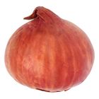 Bawang Merah Besar (2560)