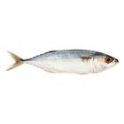 Mydin Fresh Ikan Mabong/Kembong Hitam Fish (±500g) | 10006206-KG