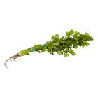 Mydin Daun Sup (±100g) | 10013317-KG