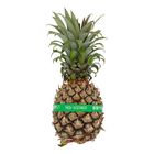 Nanas Josapine (M) (2409) 1 Piece