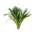 Fresh Produce Pandan Leaf 100g
